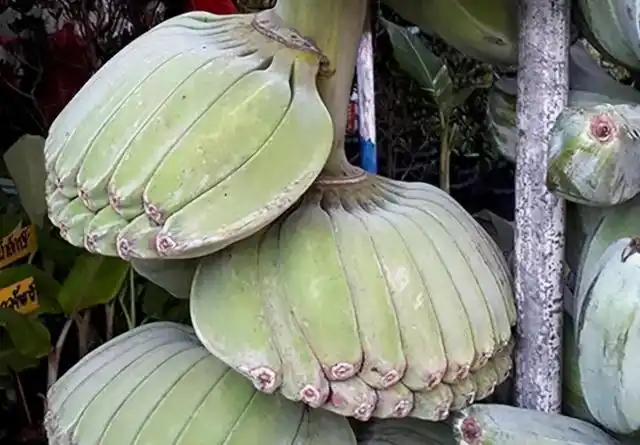 水果知识:这都是什么奇异水果?以下全见过的算我输