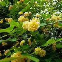 唯美好看七里香微信头像【点击鼠标右键下载】