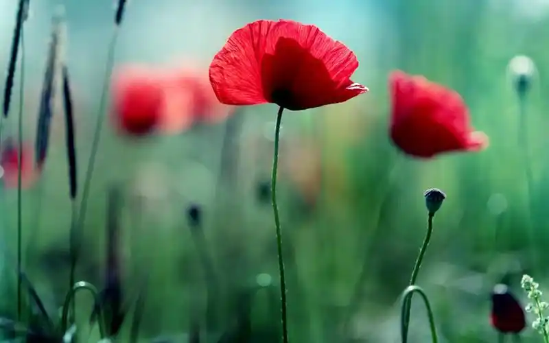 壁纸 红色的花,罂粟花,绿色的背景虚化 1920x1200 hd 高清壁纸, 图片