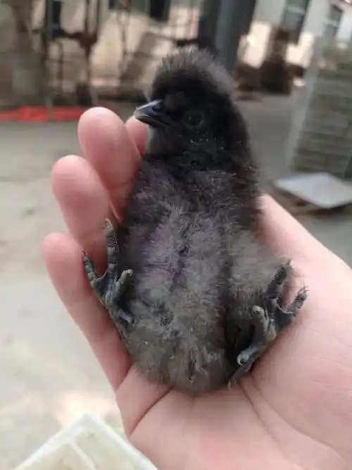 黑鸡苗 正宗乌骨鸡,黑毛,黑肉,黑冠,黑内脏,黑骨头,大量供应