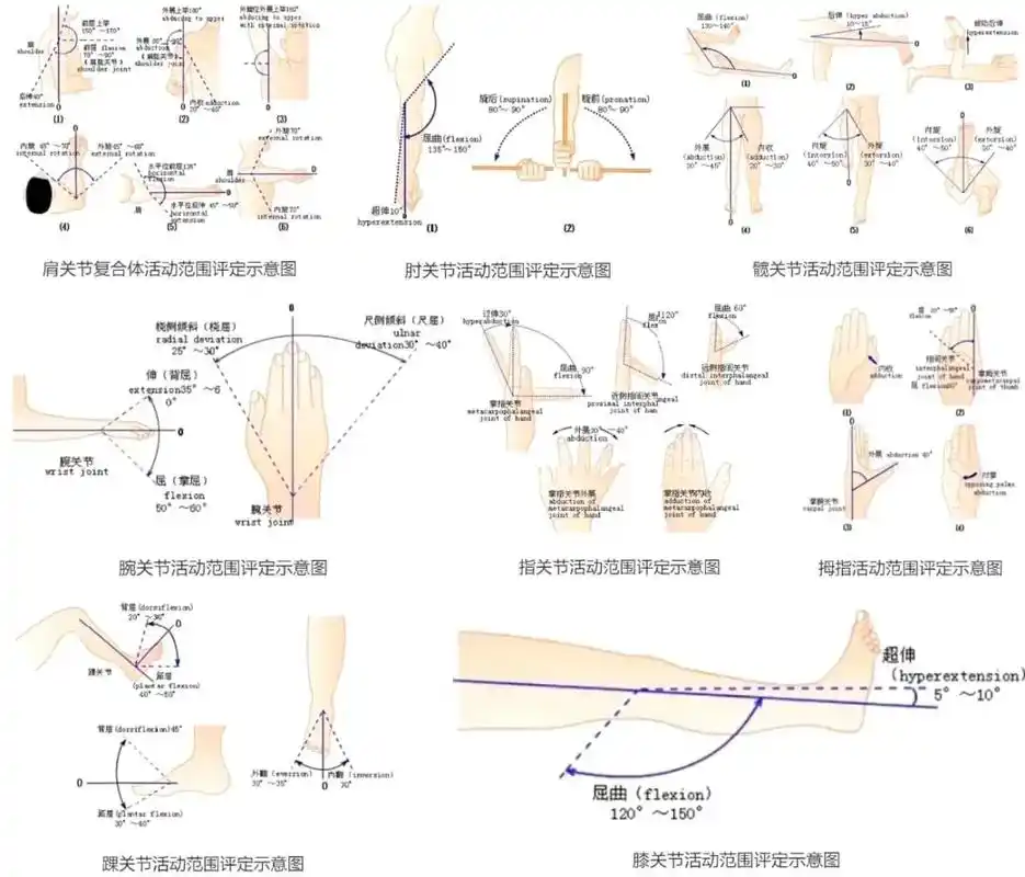 常见的部分关节活动度的测量,人身损害伤残鉴定中涉及关节活动度 - 抖