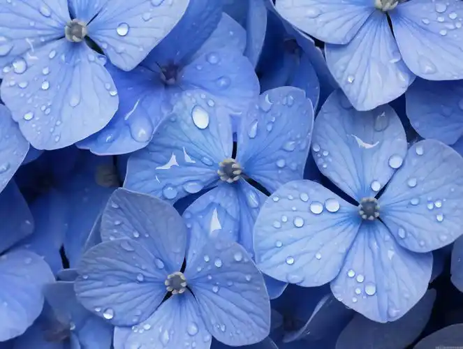 美丽花朵鲜花植物蓝色绣球花朵唯美清新壁纸