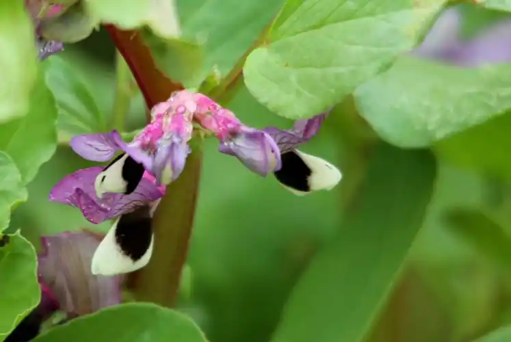 其它 蚕豆花盛开的季节 写美篇这次本来过年想到崇明