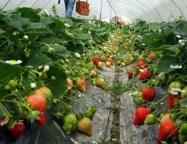 无公害草莓示范园采摘活动开始啦!