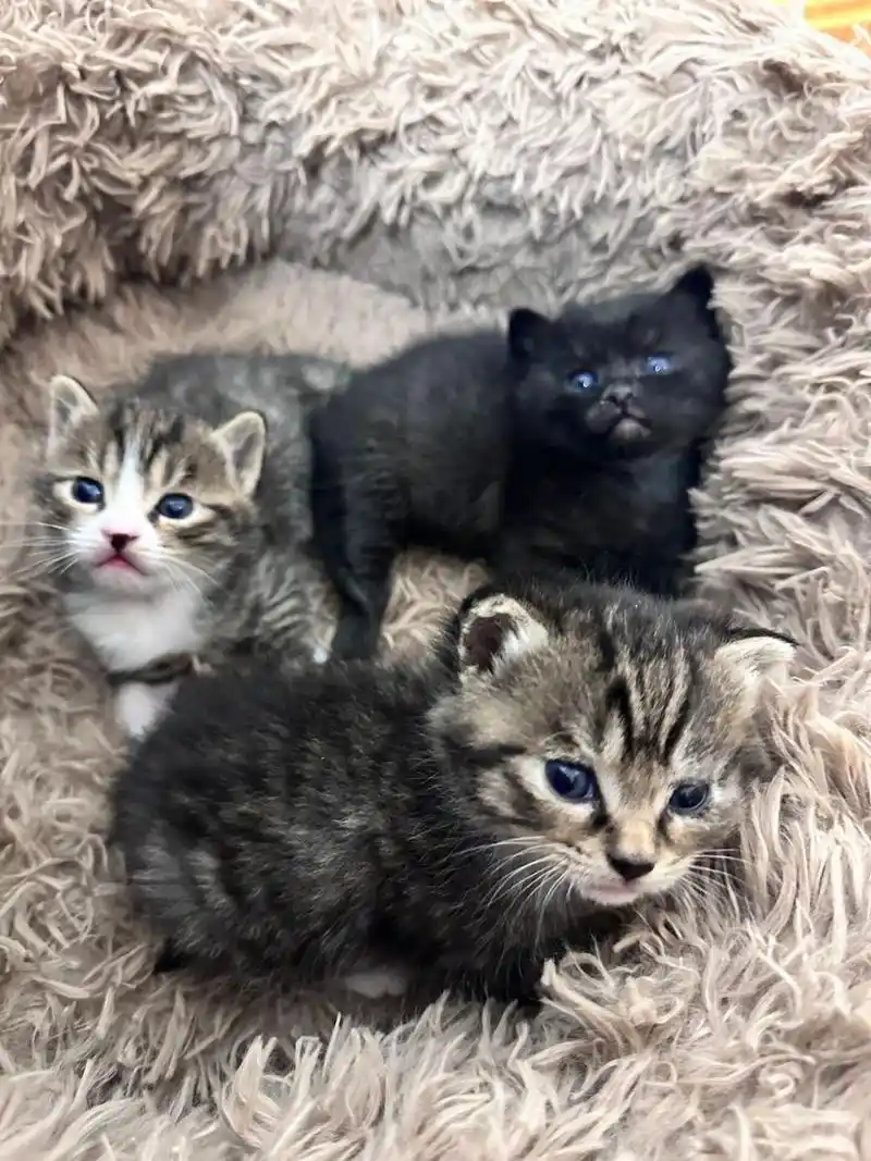 蓝猫和狸花猫生的崽崽