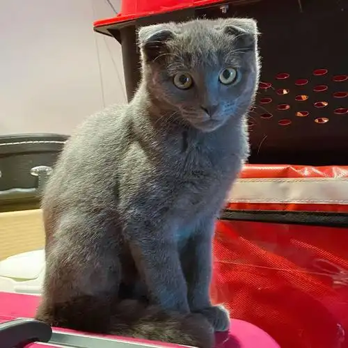 北京领养-自家英短暹罗串