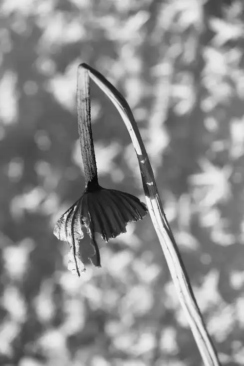 萧条与残败也是一种境界,这样的情景不会让所有的人都伤感月缺花残,但