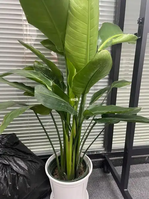 的边上的叶子把烂的叶子7015希望能陪伴时间久一点#绿植  #天堂鸟