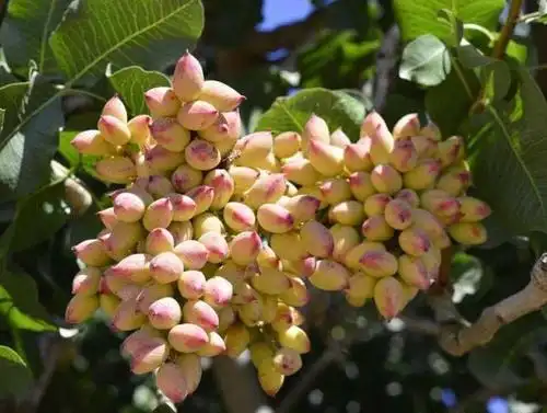 【海上明月共潮生】开心果50一斤,产果可达百年,为什么我国目前没有大