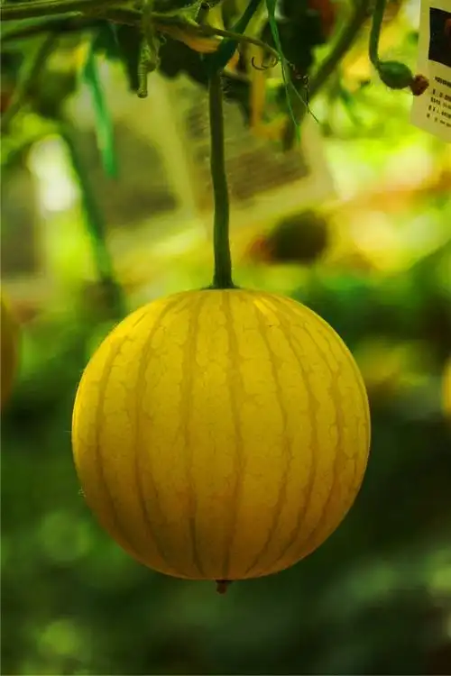 几种不常见的瓜果