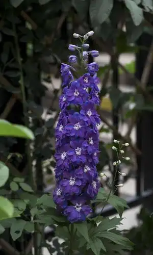 开成大花柱的大花飞燕草