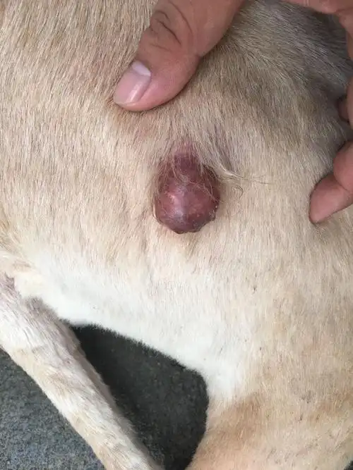 我的狗狗腿生了个肉瘤我也不知道是什么东西 附近又没有宠物医院