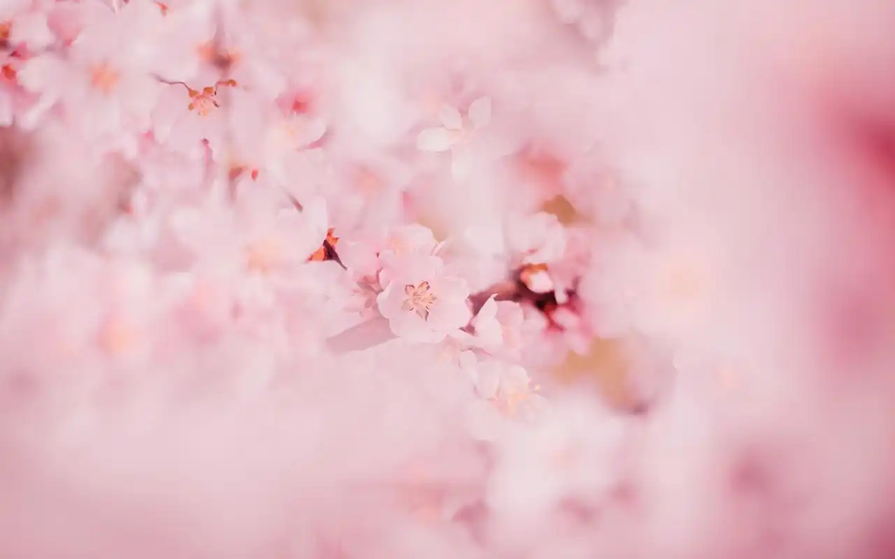 唯美粉嫩桃花高清摄影图片电脑壁纸