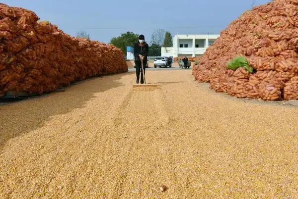 洛阳孟津横水:玉米丰收,遍地金黄粮满仓