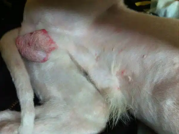 狗狗生殖器发红!老舔这是什么情况