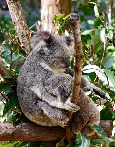 这只考拉持续很长时间一动不动地抱着宝宝坐在树上.