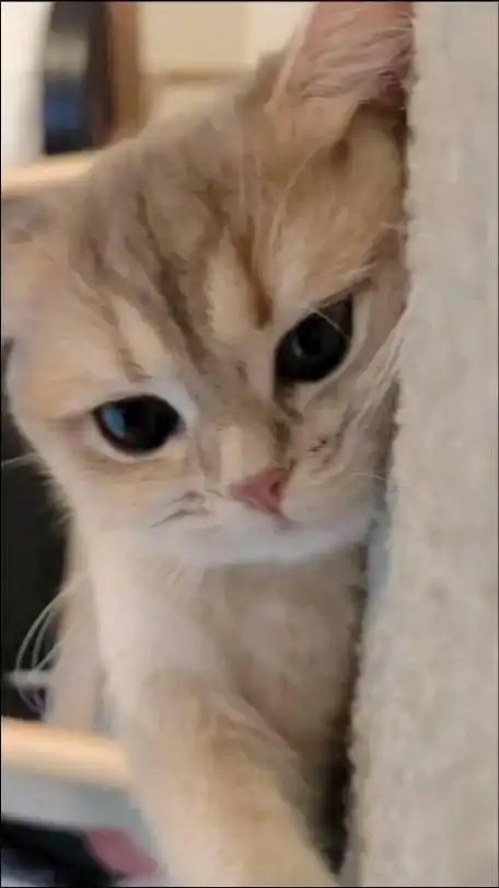 谁能拒绝的了一只可爱小猫的撒娇呢