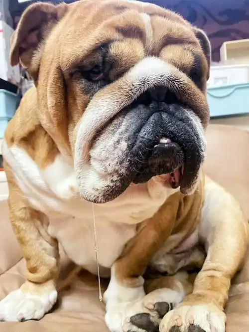 斗牛犬标配拔丝口水请问兄弟们有同款吗71