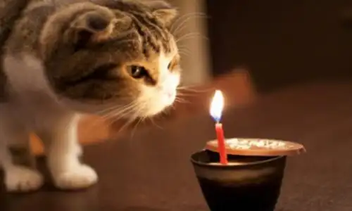 含蓄幽默表达自己生日低调祝福自己生日快乐的文案