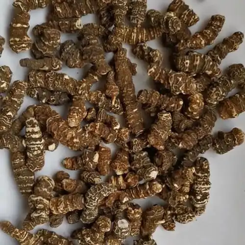 白蚤休草河车云南重楼中药材七叶一枝花 重楼个独角莲500克 500g