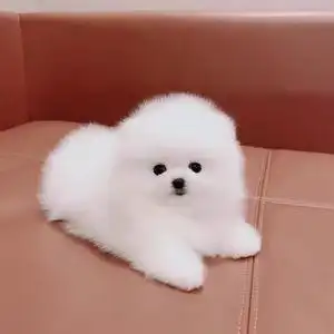 纯种博美俊杰大眼睛呆萌可爱博美茶杯小体网红俊介幼犬小体哈多利