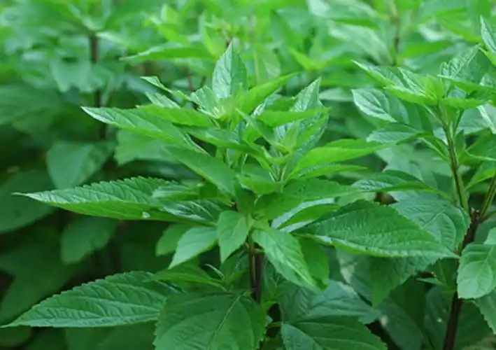 香茶菜图片香茶菜野菜图片