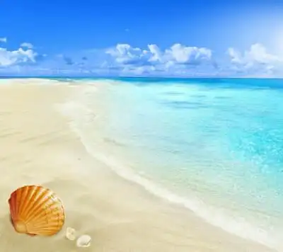 大海,贝壳,沙滩,壁纸