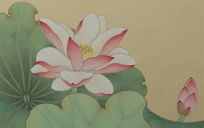 【国画】工笔荷花