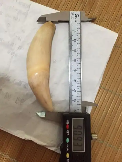 谁知道可以帮我看看,那个是正品老虎牙