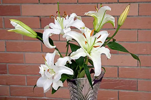 百合花图片_图片大全