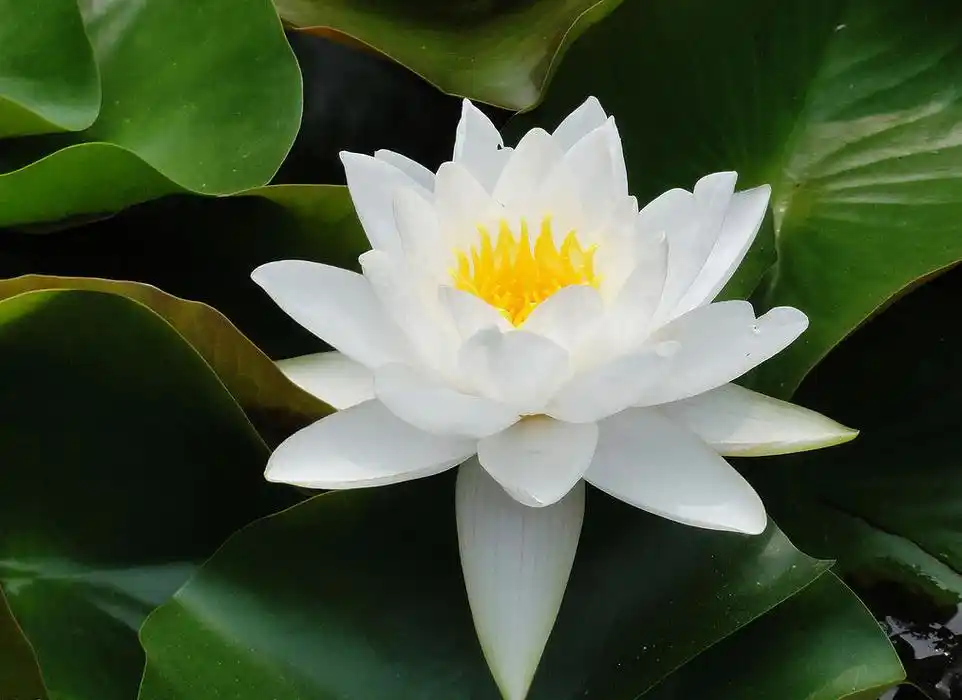 出淤泥而不染的莲花 彰显了佛教理念的十种善法