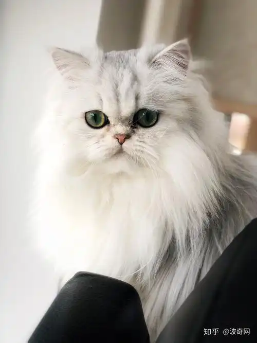 吸猫大会:波斯猫胖丁 - 知乎