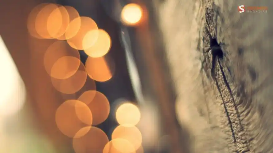 娱乐文学粉碎杂志艺术设计背景虚化自然木摄影景深smashingmagazine