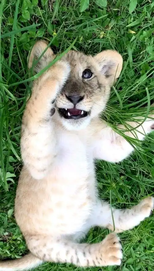 小狮子,抓拍瞬间