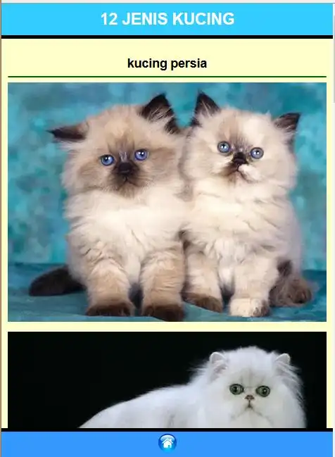 jenis kucing peliharaan