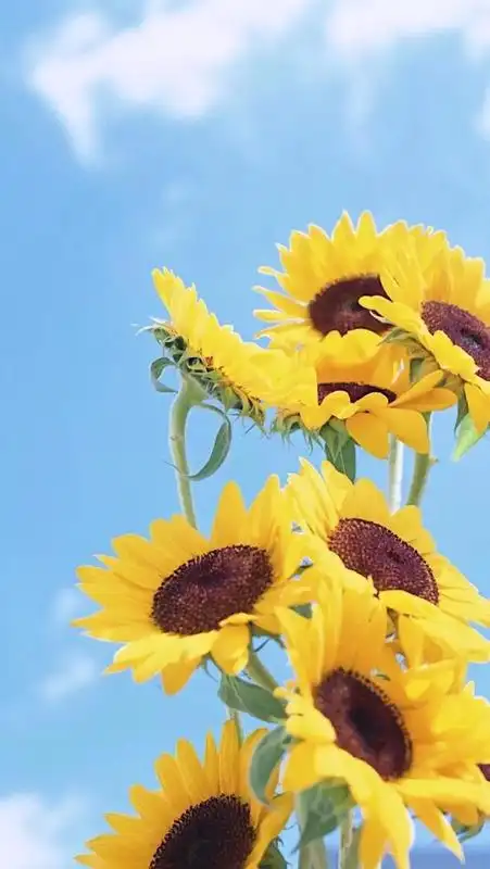 花朵图片唯美【花朵图片壁纸】