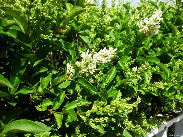 探秘七里香植物,了解它的来源,特点和应用