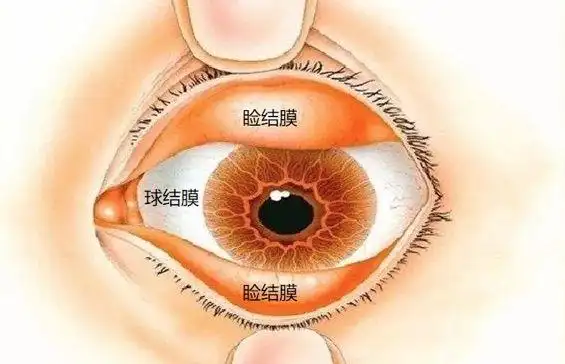 上海红领巾战疫我要爱护我的眼勤洗手不揉眼杜绝病毒眼传播