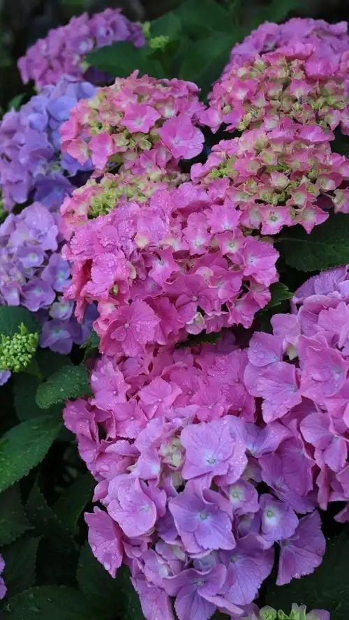 壁纸 美丽的绣球花,花序丰富多彩 1920x1200 hd 高清壁纸, 图片, 照片