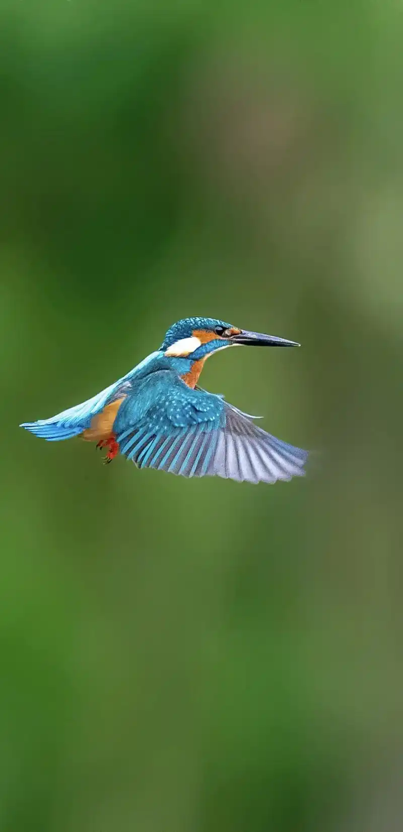 普通翠鸟#野生鸟类摄影 #保护鸟类 #人与自然和谐共处  - 抖音