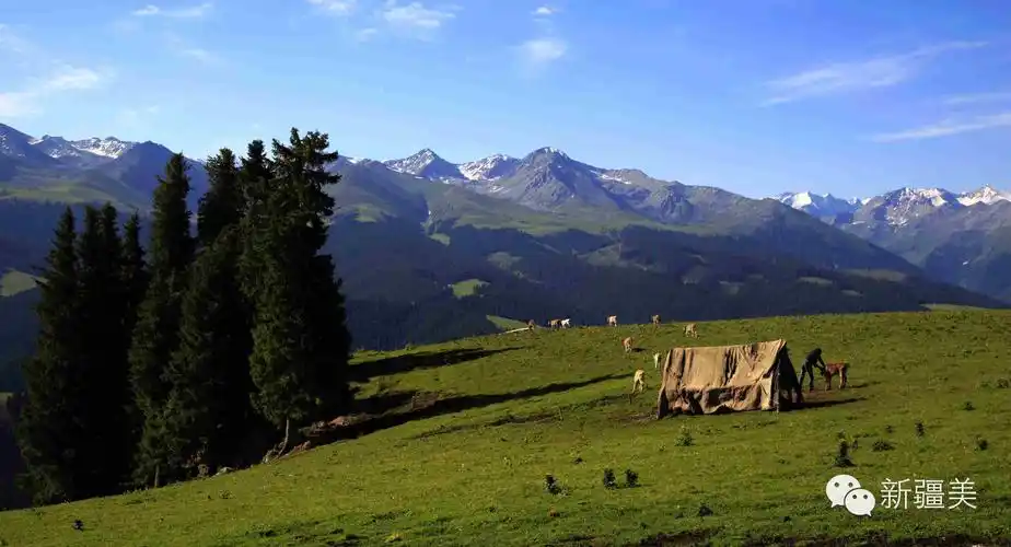 联合国官员都称赞的五花草甸