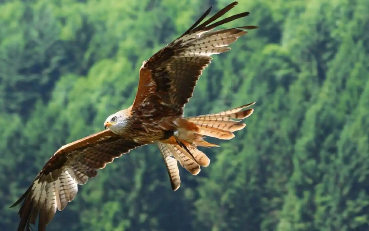 翱翔天空的雄鹰图片桌面壁纸