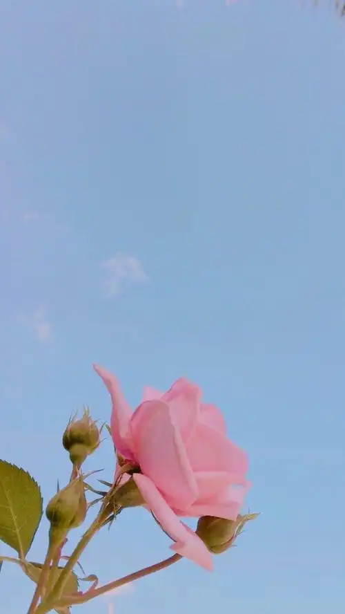 少女心纸壁(浅蓝色)