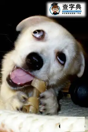 这个骨头也太硬了吧