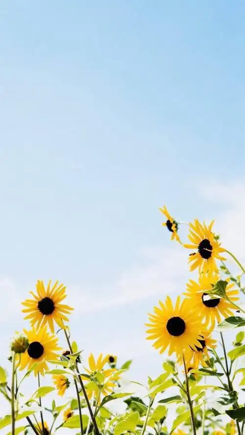 清新向日葵,高清图片,手机锁屏桌面-壁纸族