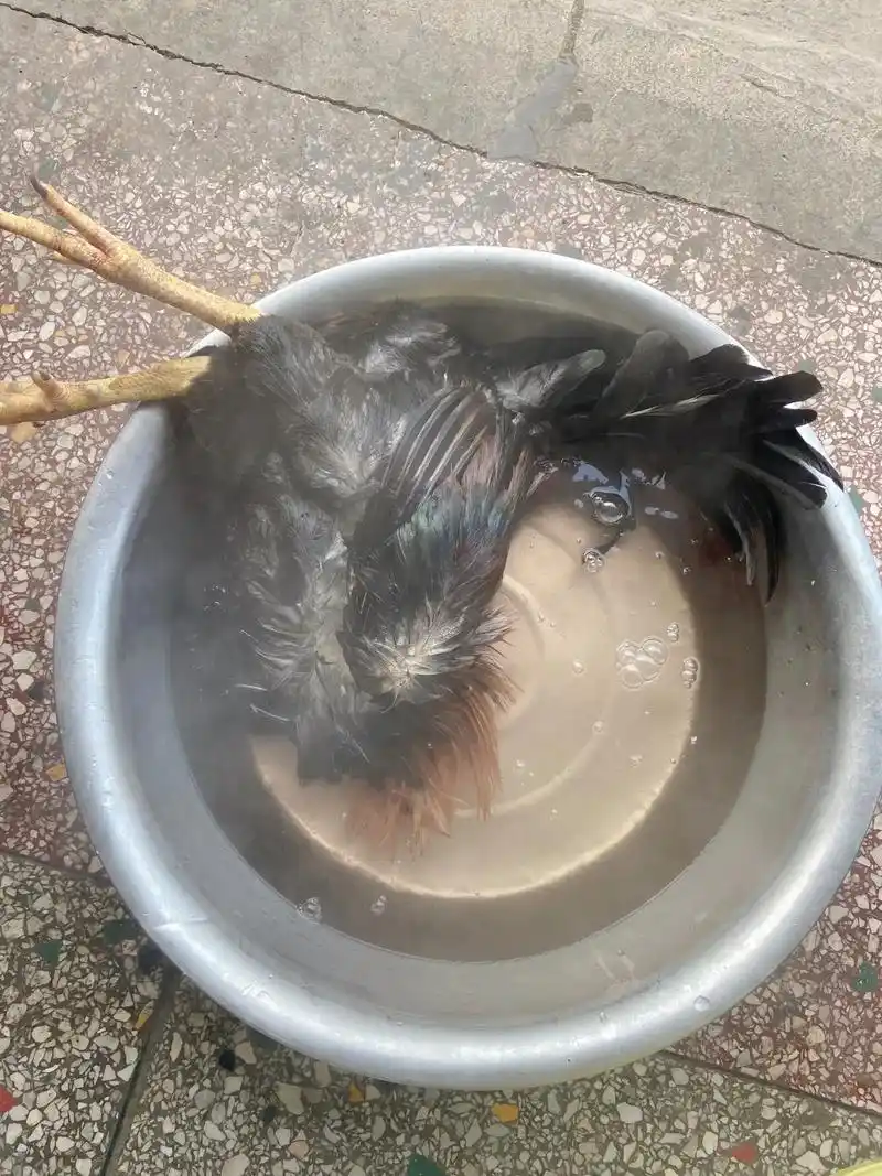 第一次拔鸡毛,服了我自己,这个鸡也太不容易了,我手都拔疼,还 - 抖音