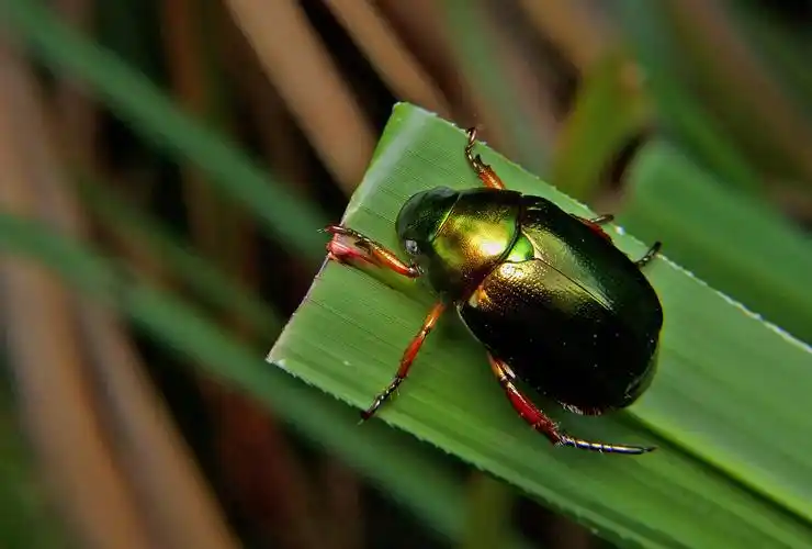 很常见的金龟子