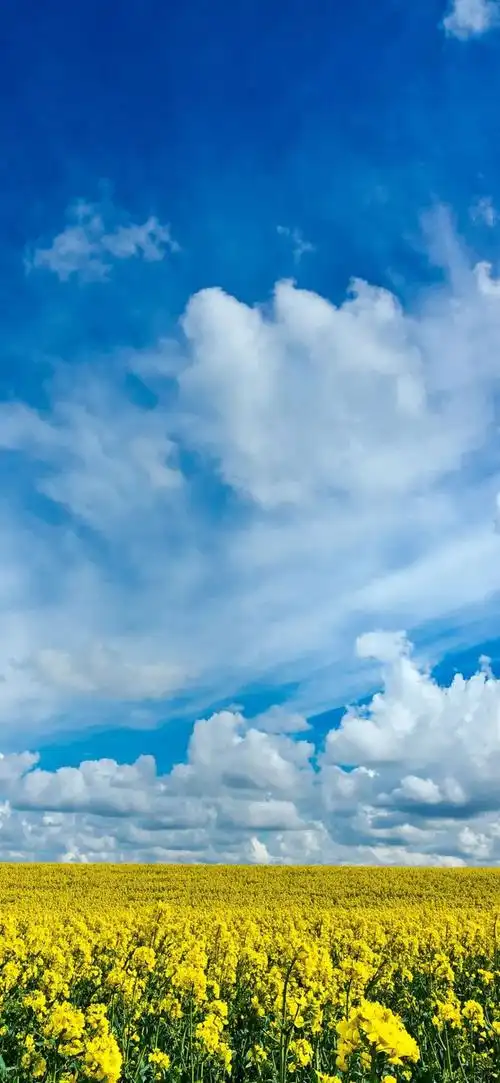 适合做屏保的手机壁纸