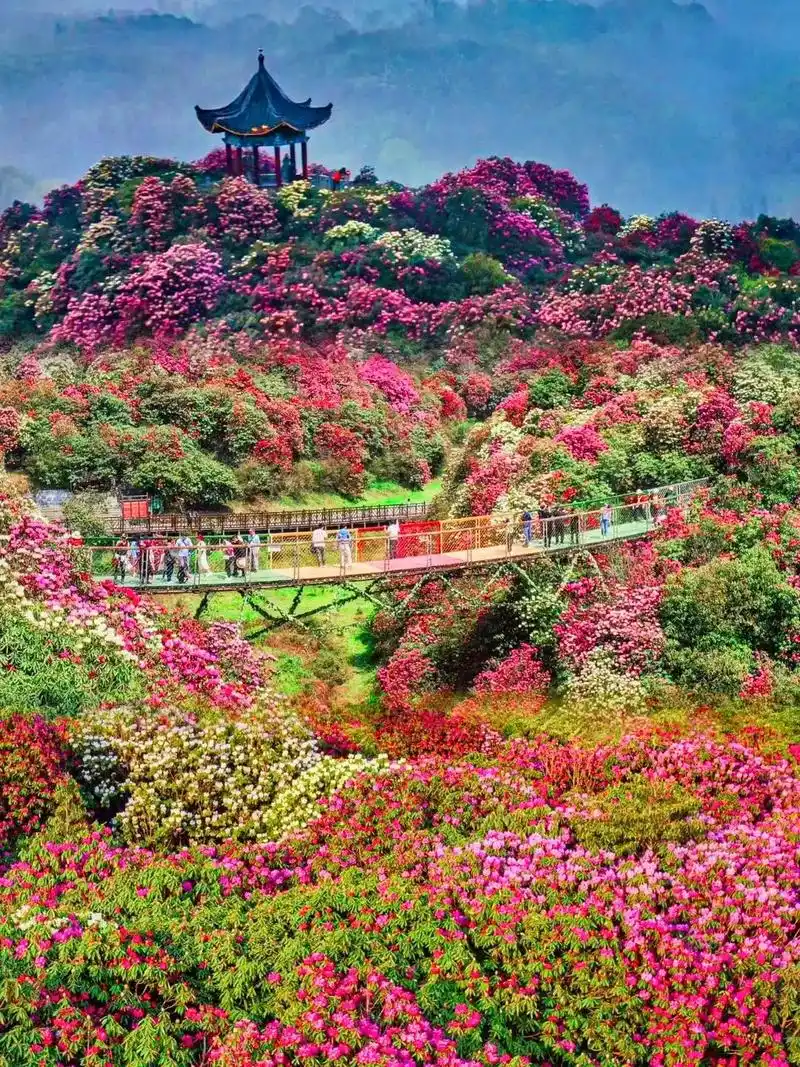 贵州花海