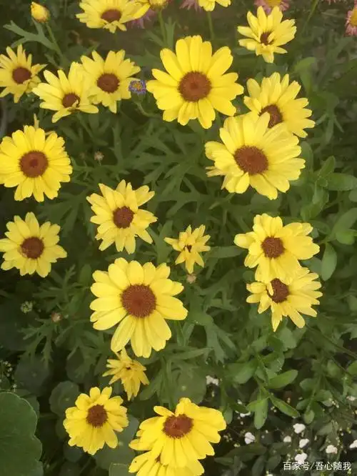 春天过去了,仍然百花齐放,感谢大自然的鬼斧神工